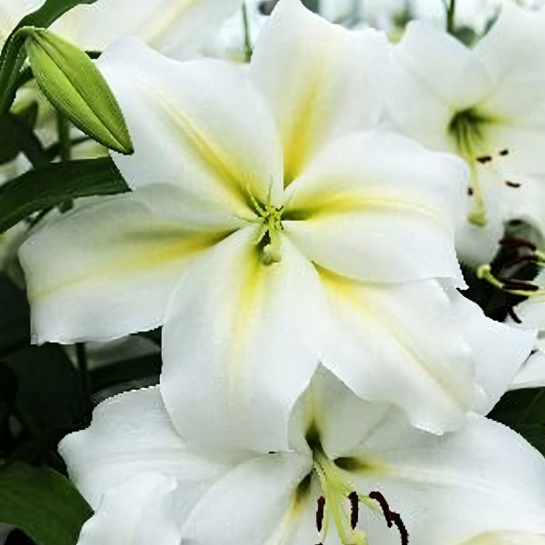 Луковицы  Лилия Гизмо (3шт.)