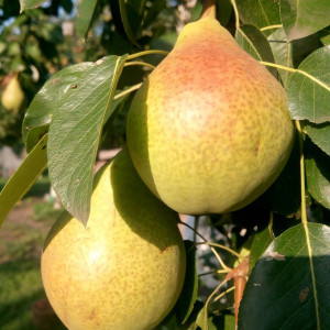 Саженцы Груша Лесная Красавица