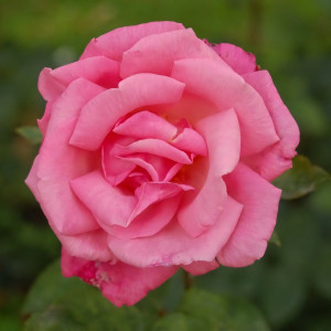 Саженцы Роза чайно-гибридная Пинк Мэджик