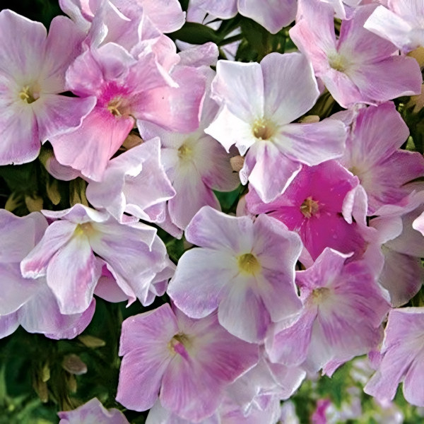 Саженцы Флокс Cool Water (Кул Вотер)