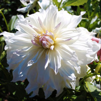 Саженцы Георгина декоративная макси Iceberg (Айсберг)