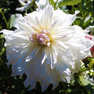 Саженцы Георгина декоративная макси Iceberg (Айсберг)