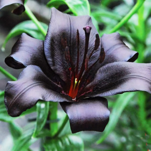  Лилия азиатская Nightrider (Найтрайдер)