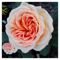 Саженцы Роза флорибунда Гейша