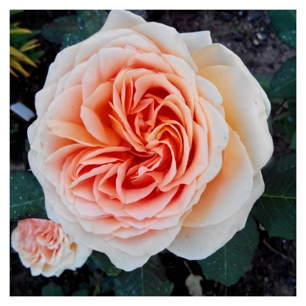 Саженцы Роза флорибунда Гейша