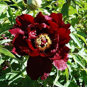 Саженцы Пион Полночь