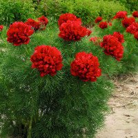 Саженцы Пион Tenuifolia Rubra Plena (Тенуфолия Рубра Плена)