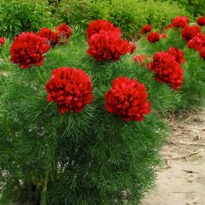 Саженцы Пион Tenuifolia Rubra Plena (Тенуфолия Рубра Плена)