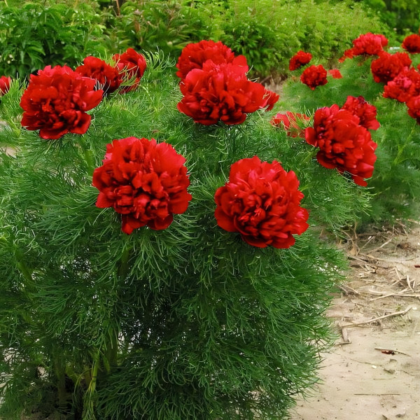 Саженцы Пион Tenuifolia Rubra Plena (Тенуфолия Рубра Плена)