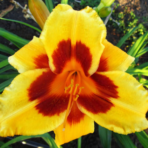 Саженцы Лилейник Black Eyed Susan (Блек Айд Сюзан)