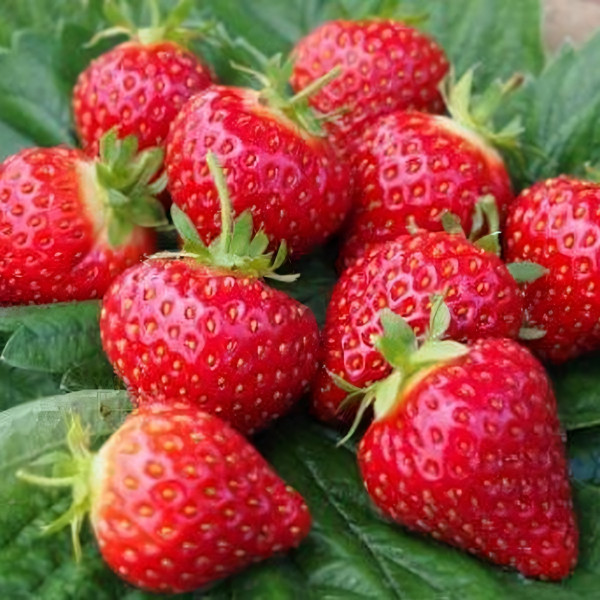 Саженцы Земляника Хоней  (упаковка 5 шт.)