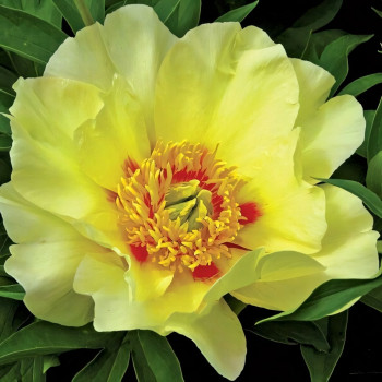 Саженцы Пион Viking Full Moon (Вайкинг Фул Мун)