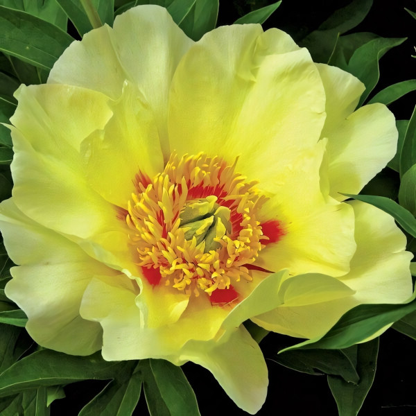 Саженцы Пион Viking Full Moon (Вайкинг Фул Мун)