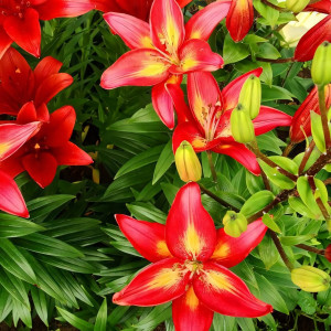  Лилия азиатская Costa del Sol (Коста Дель Сол)