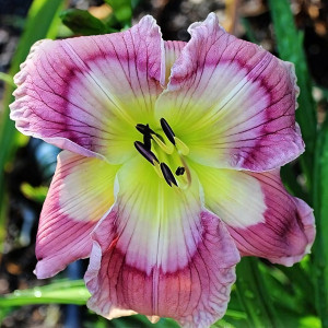 Саженцы Лилейник Answer From the Stars (Ансве Фром зе Старс)