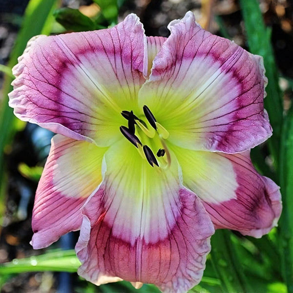 Саженцы Лилейник Answer From the Stars (Ансве Фром зе Старс)