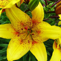 Луковицы  Лилия Belo Horizont (3шт.)