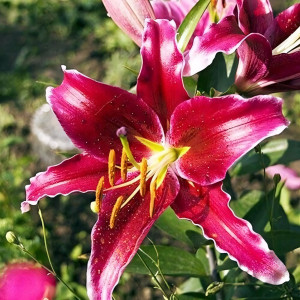  Лилия восточная Kissproof (Кисспруф)