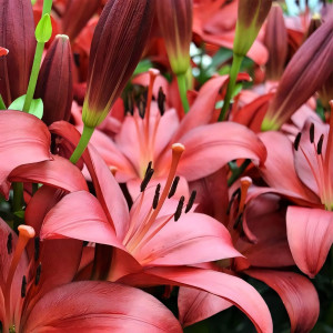  Лилия ЛА гибрид Kamsberg (Камсберг)