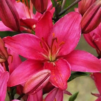 Луковицы  Лилия азиатская Arosa Jewel (Ароза Джуел) (3шт.)