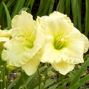 Саженцы Лилейник Cool It (Кул Ит)