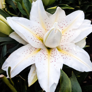  Лилия восточная Roselily Sita (Розели Зита)