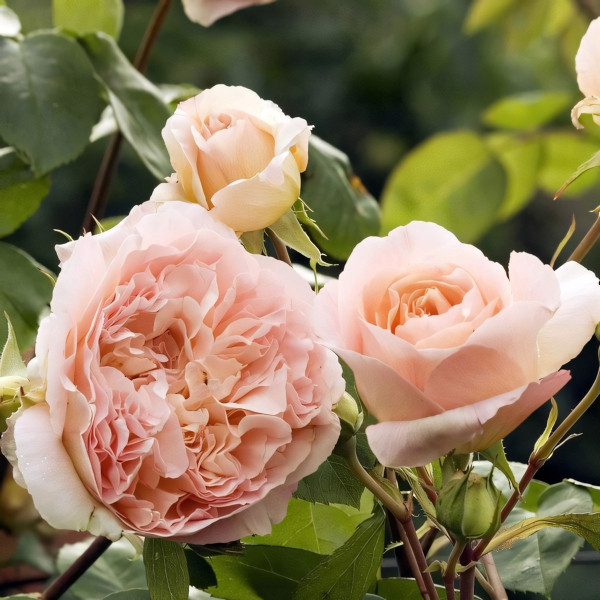 Саженцы Роза плетистая Папи Дельбар