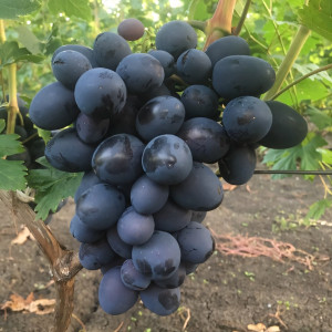 Саженцы Виноград Посланник