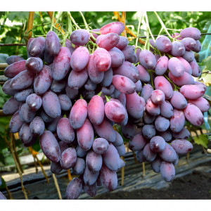 Саженцы Виноград Ася