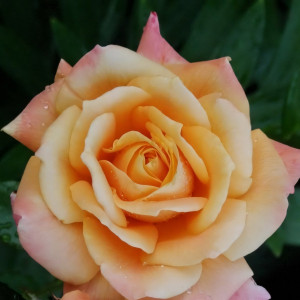 Саженцы Роза чайно-гибридная Мильва