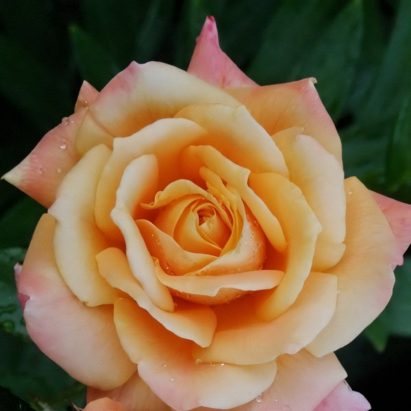 Саженцы Роза чайно-гибридная Мильва