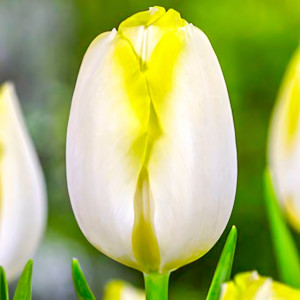 Тюльпан Триумф Болроял Сильвер (в упаковке - 3шт.)