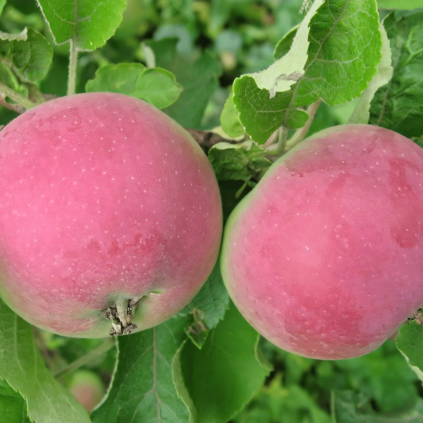 Саженцы Яблоня Конфетное