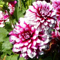 Саженцы Георгина Patches