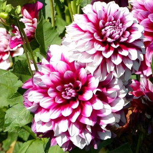 Саженцы Георгина Patches