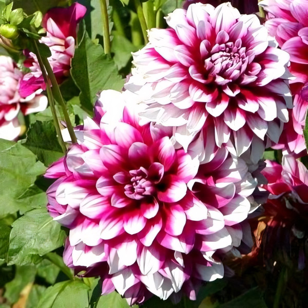 Саженцы Георгина Patches