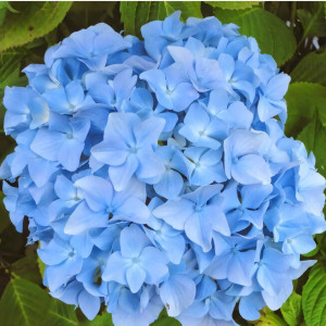 Гортензия древовидная Nico НОВИНКА