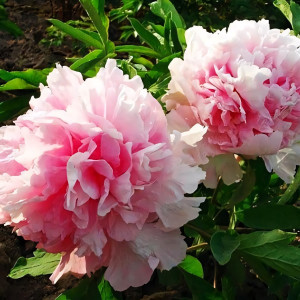 Саженцы Пион Букет Розовых Гвоздик