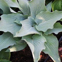 Саженцы Хоста Childhood Fantasy (Чайлдхуд Фэнтэзи) М