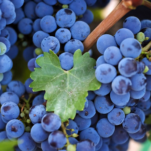 Саженцы Виноград Изабелла