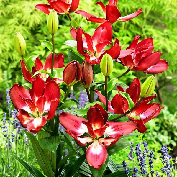 Луковицы  Лилия азиатская Double Sensation (Дабл Сенсейшен) (3шт.)