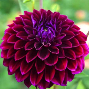 Саженцы Георгина помпонная Jowey Veronique (Джоуи Вероника)