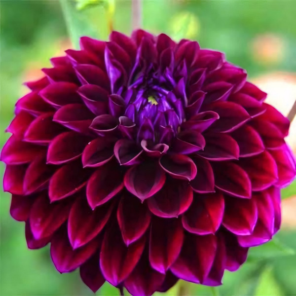 Саженцы Георгина помпонная Jowey Veronique (Джоуи Вероника)