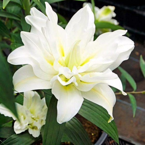 Луковицы  Лилия махровая восточная Blizzard (Близзард) (3шт.)