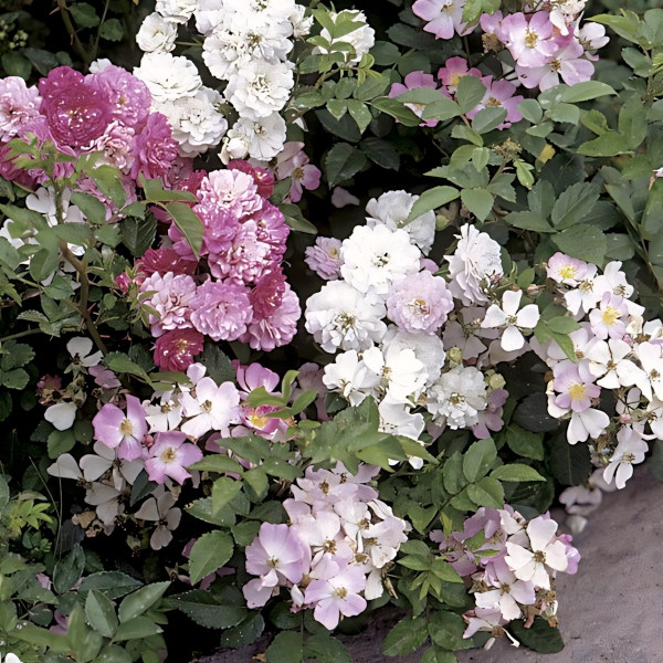 Саженцы Роза спрей Крылья Ангелов