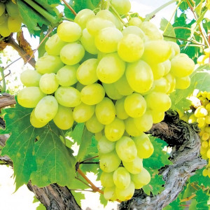Саженцы Виноград Карабурну