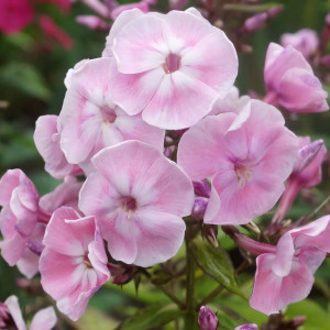 Саженцы Флокс Duchess of York (Дачес оф Йорк)