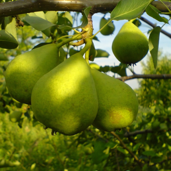 Саженцы Груша Бессемянка