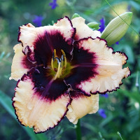 Саженцы Лилейник Sabine Bauer (Сабин Байер)