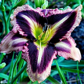 Саженцы Лилейник Pirates Prism (Пиратс Призм)